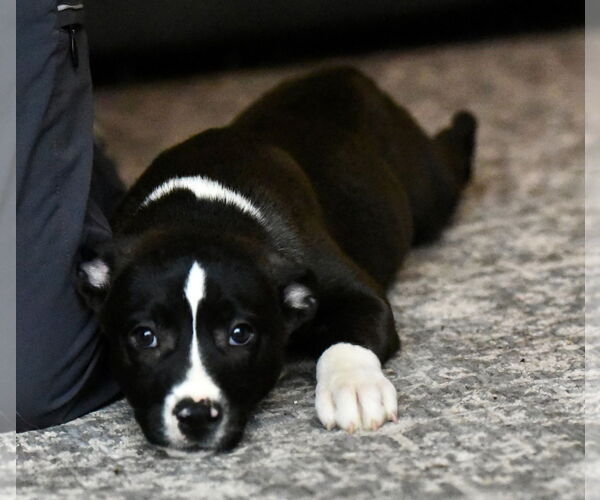 Medium Photo #3 American Bulldog-Labrador Retriever Mix Puppy For Sale in Mechanicsburg, PA, USA