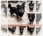 Small Chihuahua Mix