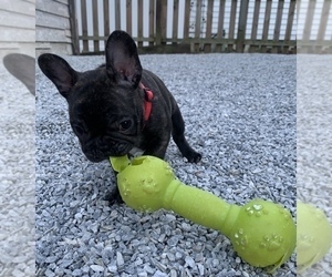 French Bulldog Puppy for sale in MADISON, OH, USA