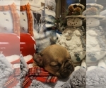 Small Photo #11 French Bulldog Puppy For Sale in SAINT MATTHEWS, SC, USA