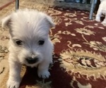 Small #5 West Highland White Terrier