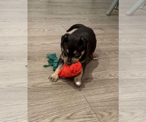 Medium Photo #4 Labrador Retriever-Unknown Mix Puppy For Sale in San Bernardino , CA, USA