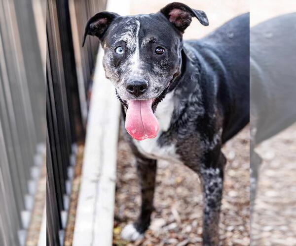 Medium Photo #24 Catahoula Leopard Dog-Labrador Retriever Mix Puppy For Sale in Rockwall, TX, USA
