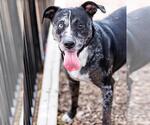 Small #23 Catahoula Leopard Dog-Labrador Retriever Mix