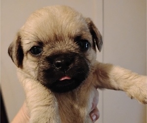 Poodle (Toy)-Pug Mix Puppy for sale in NEW WAVERLY, TX, USA