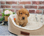 Small #3 Labrador Retriever