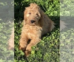 Small Photo #2 Goldendoodle Puppy For Sale in BEECH GROVE, IN, USA