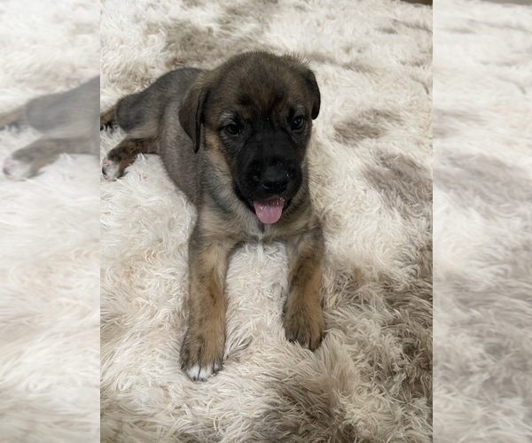Medium Photo #1 Cane Corso-German Shepherd Dog Mix Puppy For Sale in FERNLEY, NV, USA