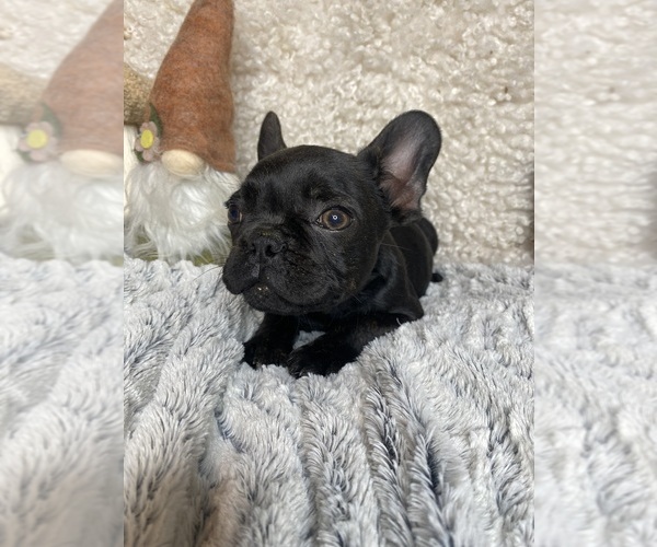 Medium Photo #4 French Bulldog Puppy For Sale in GREENVILLE, TX, USA