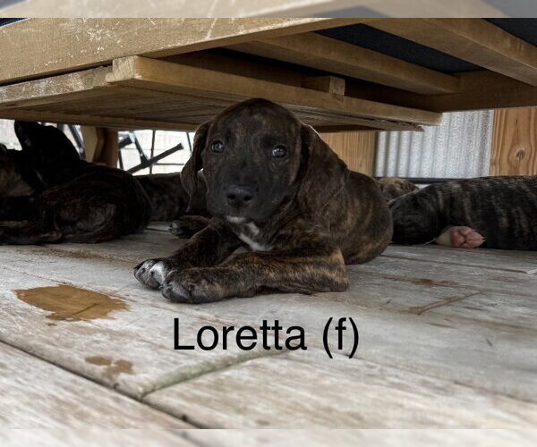 Medium Photo #2 Mutt Puppy For Sale in Wenonah, NJ, USA