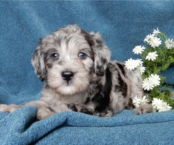 Medium Photo #3 Miniature Labradoodle Puppy For Sale in FREDERICKSBURG, OH, USA