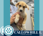 Small #2 Australian Shepherd Mix