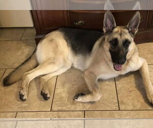 German Shepherd Dog Dogs for adoption in Tampa, FL, USA