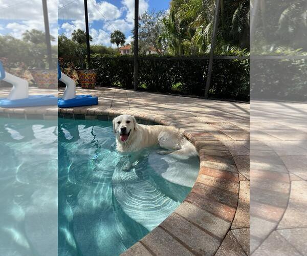Medium Photo #2 Golden Retriever Puppy For Sale in Bonita Springs, FL, USA