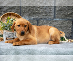 Small Photo #29 Labrador Retriever Puppy For Sale in MILLERSBURG, OH, USA