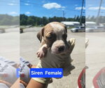 Small #1 Mutt