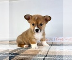 Small #3 Pembroke Welsh Corgi