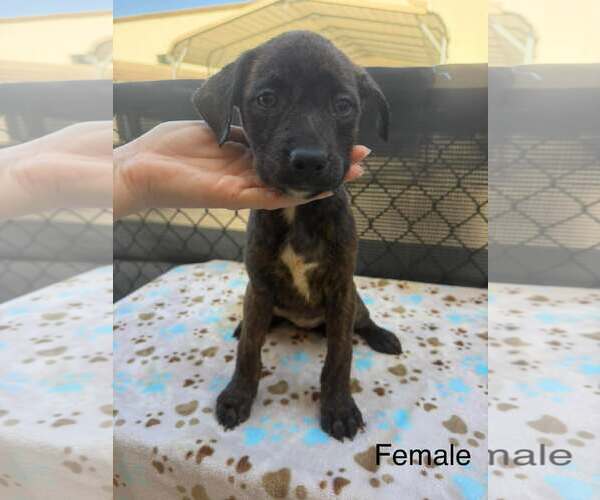 Medium Photo #2 Labrador Retriever-Unknown Mix Puppy For Sale in SHERBURNE, NY, USA