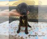 Small #1 Labrador Retriever Mix