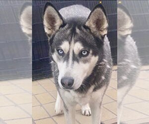 Dixie - Female Huskies -Unknown Mix Dog for Adoption - Photo #4