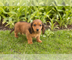 Small #3 Dachshund