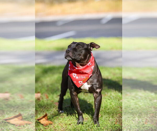 Medium Photo #7 Mutt Puppy For Sale in  Gainesville, FL, USA