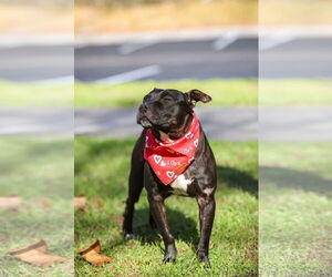 Thunder - Male Mutt Dog for Adoption - Photo #7