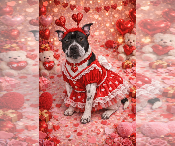 Medium Photo #3 Mutt Puppy For Sale in Sistersville, WV, USA