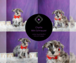 Small #3 Schnauzer (Miniature)