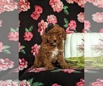 Small Photo #5 Poodle (Miniature) Puppy For Sale in HOLTWOOD, PA, USA