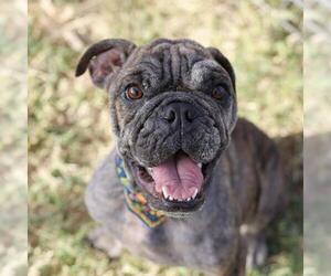 Bulldog-Unknown Mix Dogs for adoption in San Antonio, TX, USA