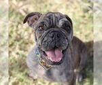 Small Bulldog Mix