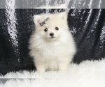 Puppy Punkie AKC Pomeranian