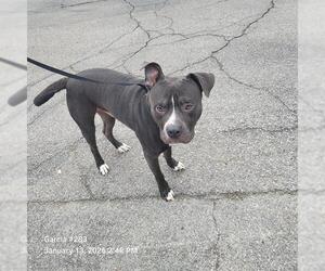 American Staffordshire Terrier-Unknown Mix Dogs for adoption in San Antonio, TX, USA