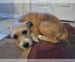 Small #1 Cairn Terrier Mix