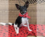 Small #1 Rat Terrier Mix