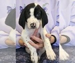 Small Photo #46 German Shorthaired Pointer Puppy For Sale in MCKINNEY, TX, USA