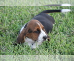 Small Photo #24 Basset Hound Puppy For Sale in MEMPHIS, MO, USA