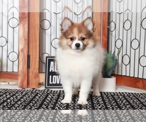 Pomeranian Puppy for sale in NAPLES, FL, USA