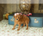 Small Photo #18 Miniature Labradoodle Puppy For Sale in NAPPANEE, IN, USA
