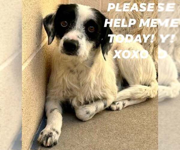 Medium Photo #5 Border Collie-Parson Russell Terrier Mix Puppy For Sale in Chandler, AZ, USA