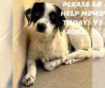 Small #4 Border Collie-Parson Russell Terrier Mix