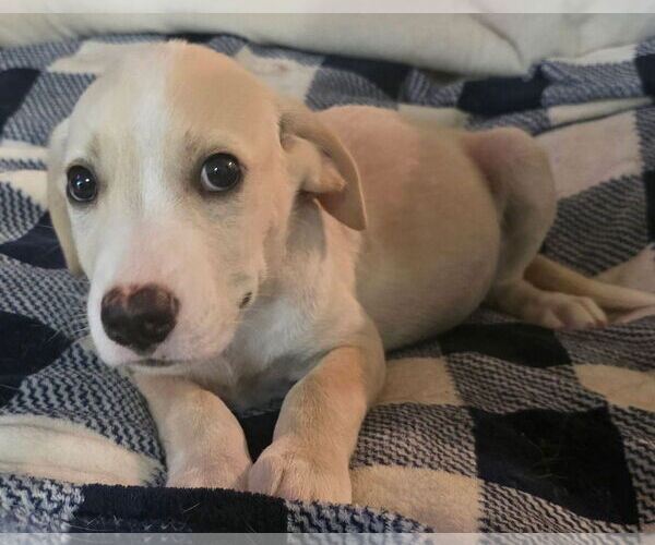 Medium Photo #7 Labrador Retriever-Unknown Mix Puppy For Sale in Alexander, AR, USA
