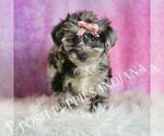 Small Photo #59 Yorkipoo Puppy For Sale in WARSAW, IN, USA