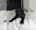 Small Photo #18 Cane Corso Puppy For Sale in TRACY, CA, USA