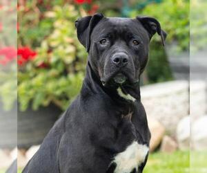 Labrador Retriever-Unknown Mix Dogs for adoption in Camarillo, CA, USA