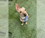 Small #1 Chihuahua Mix