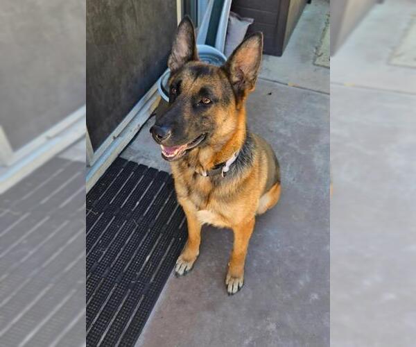 Medium Photo #3 German Shepherd Dog Puppy For Sale in Chula Vista, CA, USA