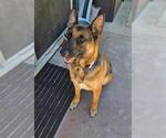 Small #2 German Shepherd Dog