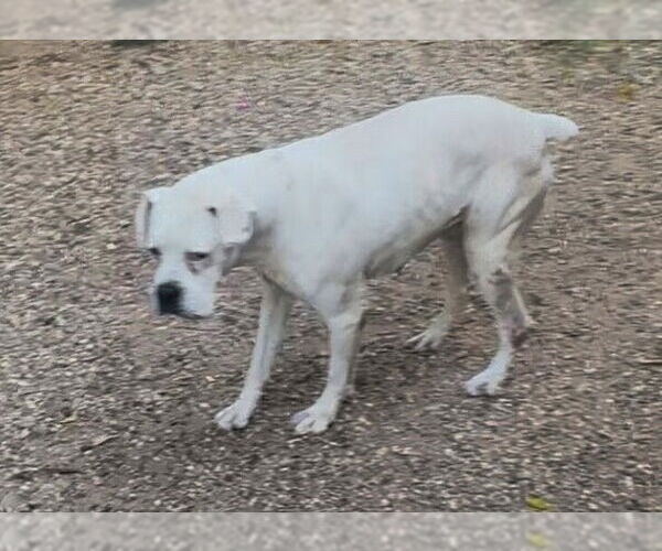 Medium Photo #2 Boxer Puppy For Sale in Austin, TX, USA